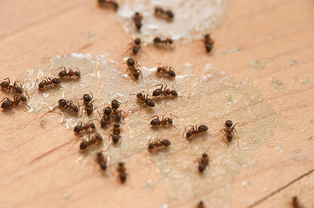 Professional Pest Control in Germantown Hills, IL