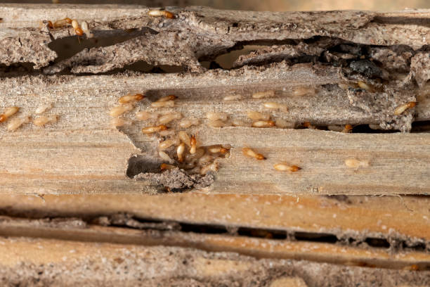 Best Spider Control Near Me  in Germantown Hls, IL
